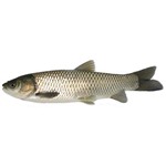 Белый амур, живой,  1кг