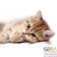 Декор Pets Cat 1  (PS2M051D) 25х35 купить по лучшей цене в интернет магазине стильных обоев Сова ТД. Доставка по Москве, МО и всей России