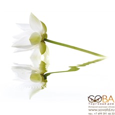 Панно City White Lilies  40x50 (2пл) купить по лучшей цене в интернет магазине стильных обоев Сова ТД. Доставка по Москве, МО и всей России